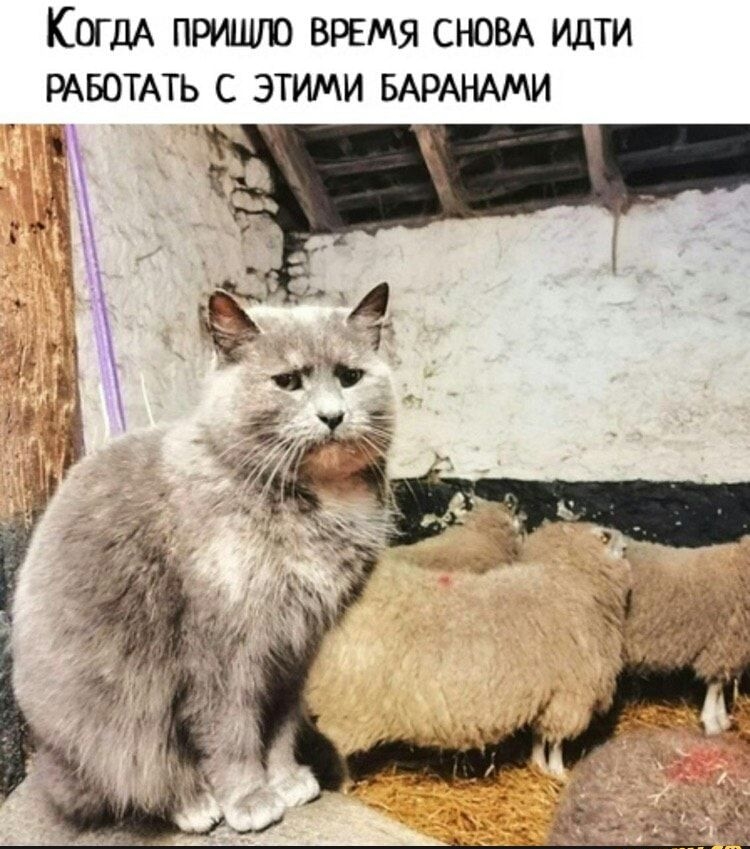 КогдА приишо ВРЕМЯ СНОВА идти РАБОТАТЬ с этими БАРАНАМИ