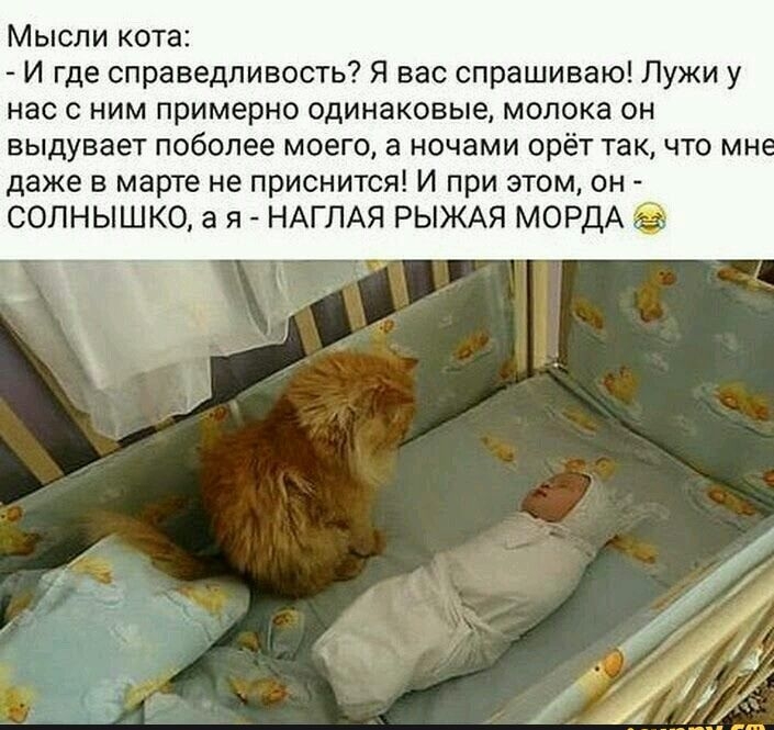 Мысли кота И где справедливость Я вас спрашиваю Лужи у нас с ним примерно одинаковые молока он выдувает поболее моего а ночами орёт так что мн даже в марте не приснится И при этом он СОЛНЫШКО а я НАГЛАЯ РЫЖАЯ МОРДА
