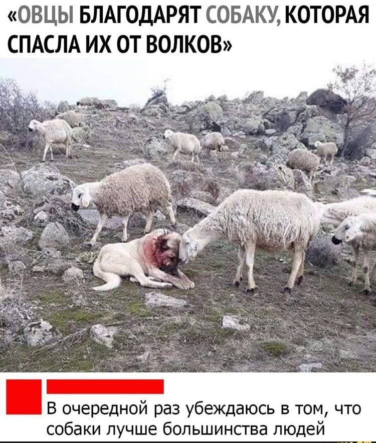 ОВЦЫ БЛАГОДАРЯТ СОБАКУ КОТОРАЯ СПАСЛА ИХ ОТ ВОЛКОВ В очередной раз убеждаюсь в том что собаки лучше большинства людей