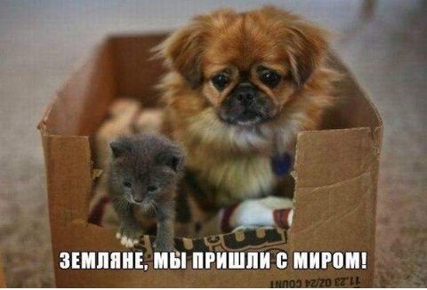 т д _ __ ЗЕИПЯИЕ ИШ ПРИЙИ БПИМЩ