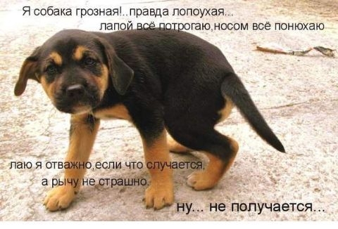Я собака грозная правда попоухая пап гаю носом все понюхаю Ъ ПаЮ Я ОТВаеСПИ ЧТО а рыч недрашнй Ч ну не получается