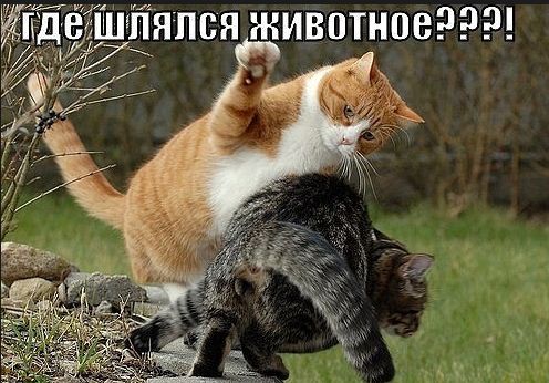 из пяти животное