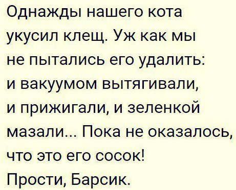 Однажды нашего кота укусил клещ Уж как мы не пытались его удалить и вакуумом вытягивали и прижигали и зеленкой мазали Пока не оказалось что это его сосок Прости Барсик