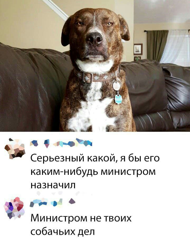 пр Серьезный какой я бы его КдКИМ НИбУДЬ МИНИСТРОМ НдЗНдЧИЛ О о Министром не ТВОИХ собачьих дел