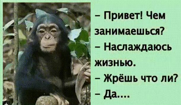 Привет Чем занимаешься _ Наслаждаюсь жизнью Жрёшь что ли