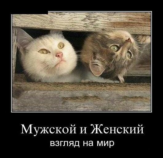 Мужской И Женский взгляд на мир