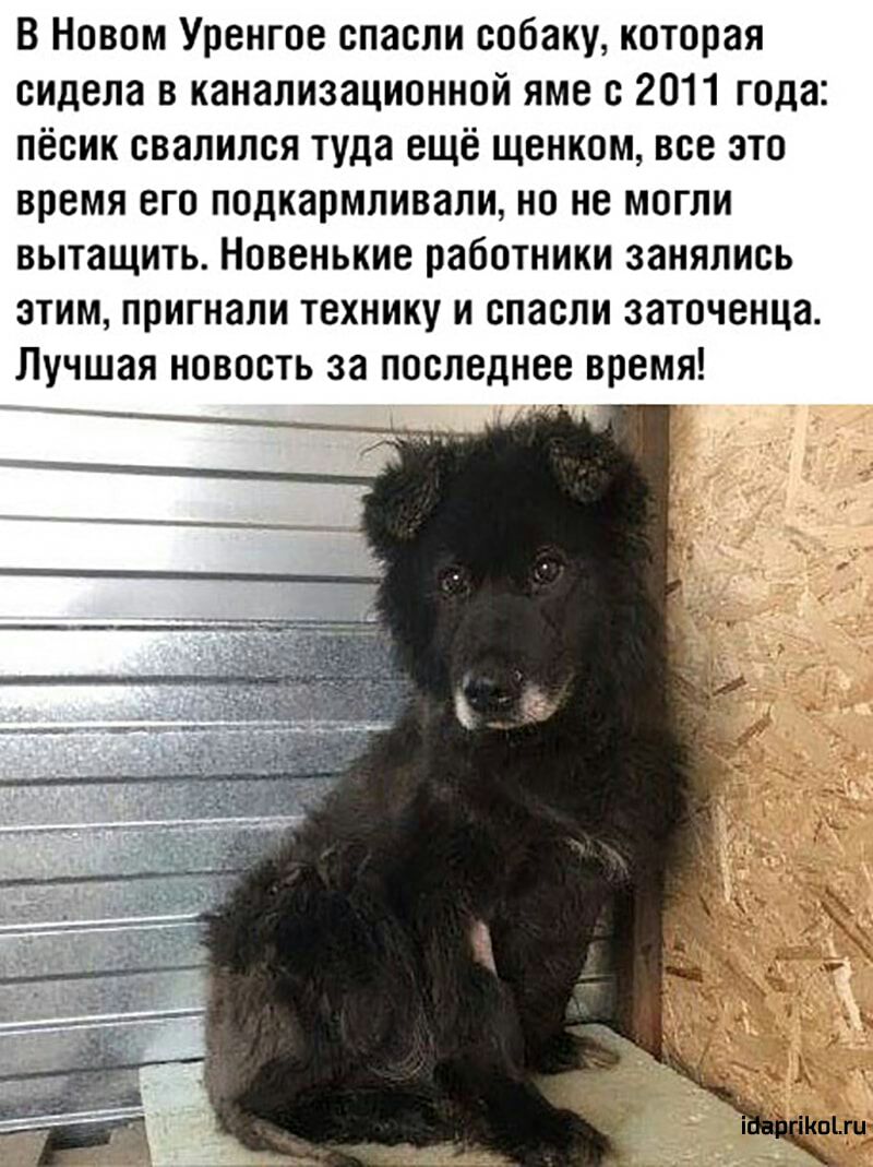 В Новом Уренгое спасли собаку которая сидела в канализационной яме с 2011 года пёсик свалился туда ещё щенком все это время его подкармливали но не могли вытащить Новенькие работники занялись ЭТИМ пригнали ТЕХНИКУ И спасли заточенца Лучшая новость за последнее время