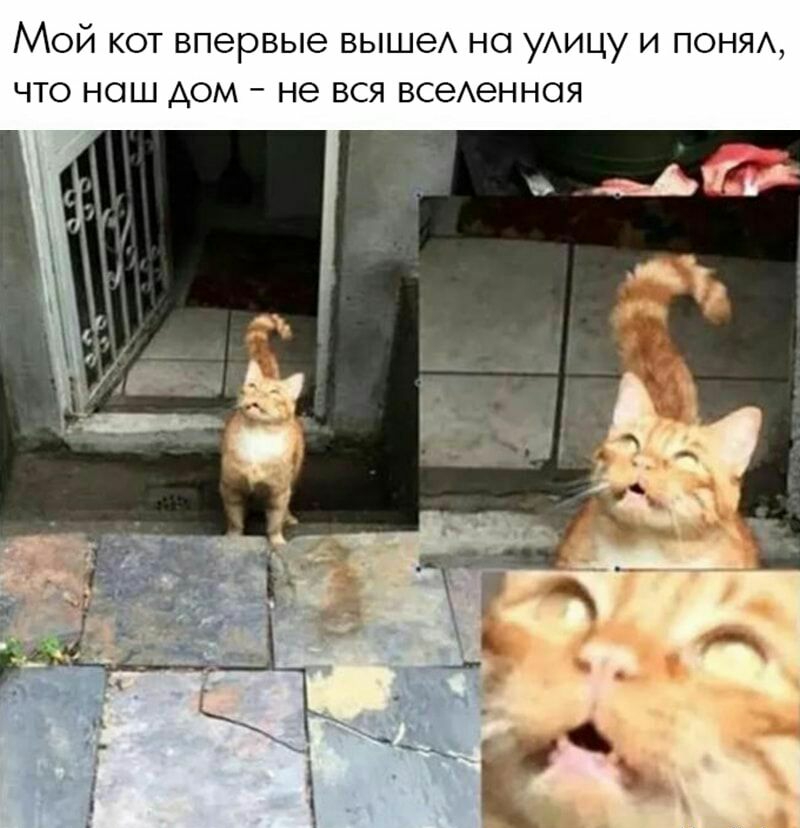 Мой кот впервые выше но уАицу и ПОНЯА что наш дом не вся всеенноя