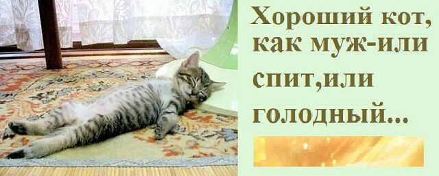 4 Хороший кот как муж или спитили голодный