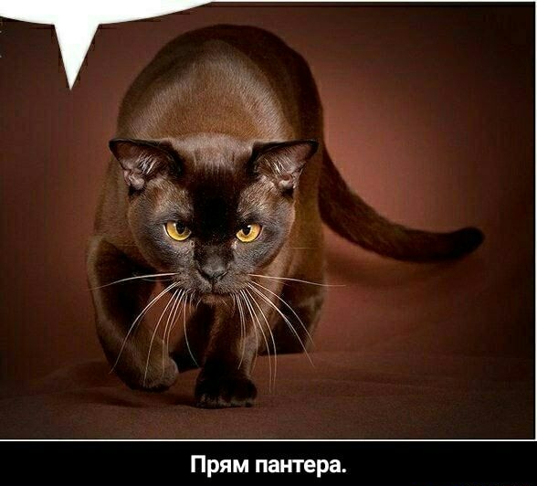 Прям пантера