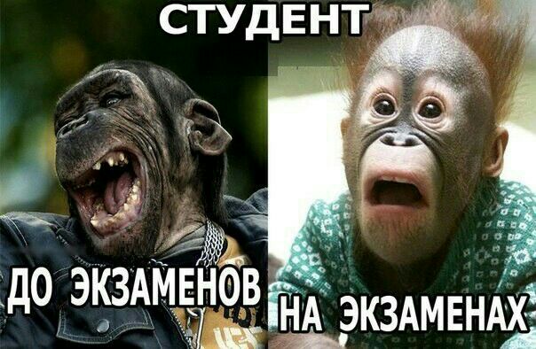 СТУДЕНГтг