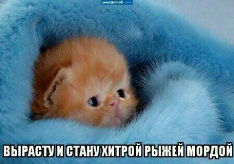вымши стяниитгойЩЫШШ мордой