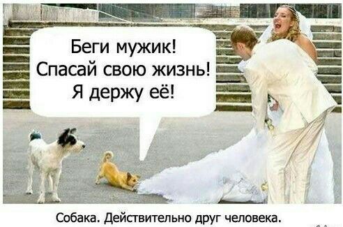Беги мужик Спасай свою жизнь Я держу её _ г 7 Собака Действительно друг человека