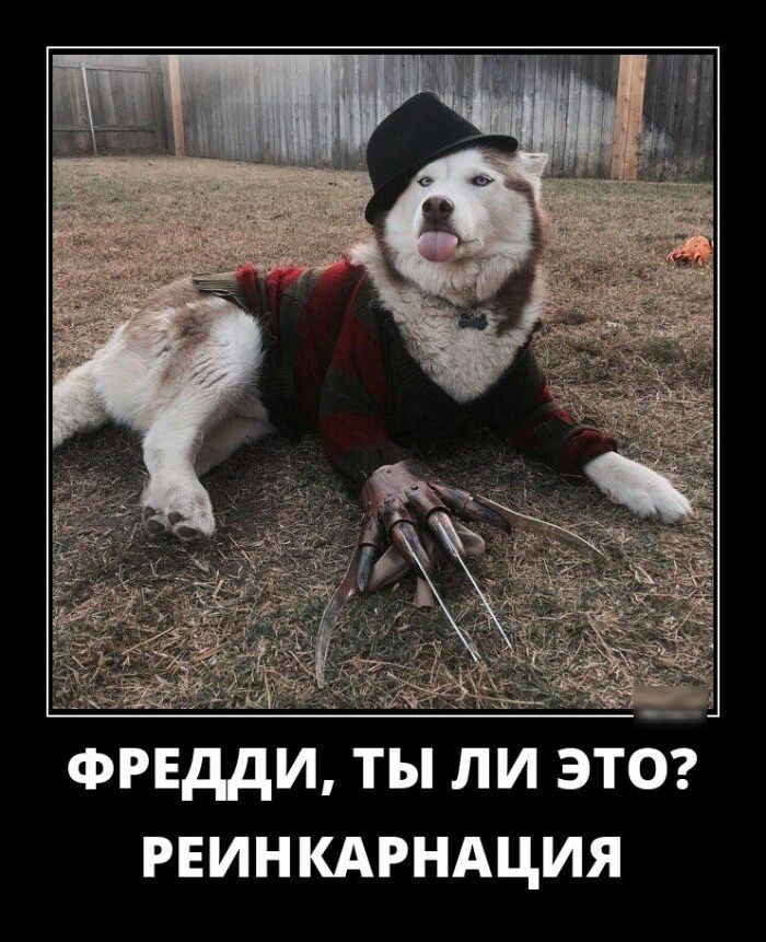 и ФРЕДДИ ТЫ ЛИ ЭТО РЕИНКАРНАЦИЯ