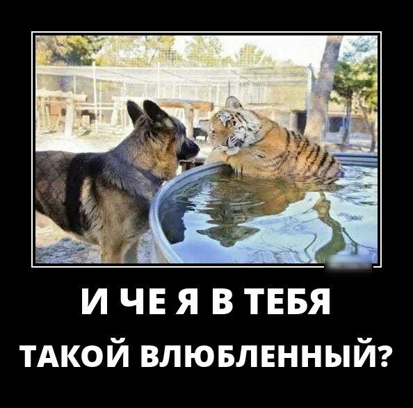 И ЧЕ Я В ТЕБЯ ТАКОЙ влювлвнный