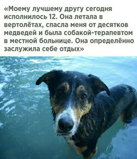 Моему лучшему другу сегодня исполнилось 12 Она летала в вертолётах спасла меня от десятков медведей и была собакой терапевтом в местной больнице Она определённо заслужила себе отдых