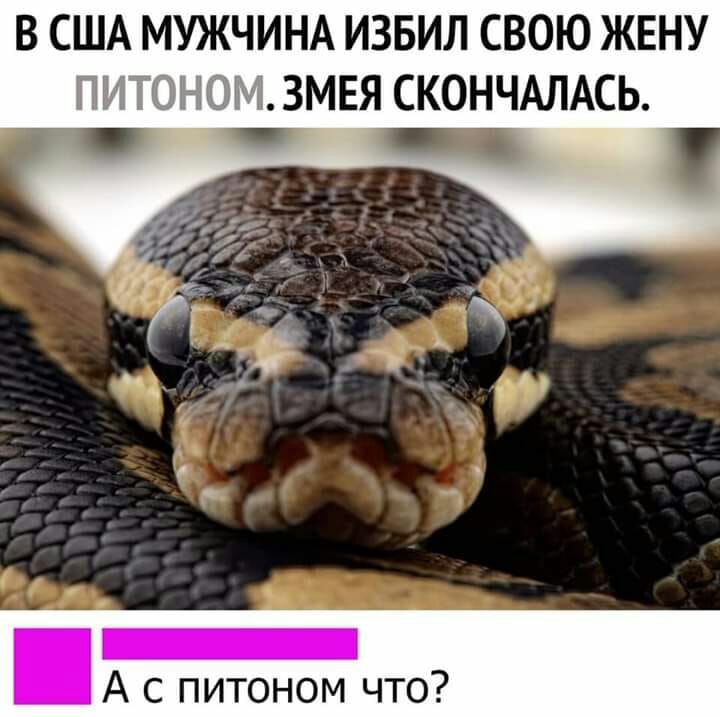 В США МУЖЧИНА ИЗБИЛ СВОЮ ЖЕНУ ЗМЕЯ СКОНЧАЛАСЬ А с питоном что