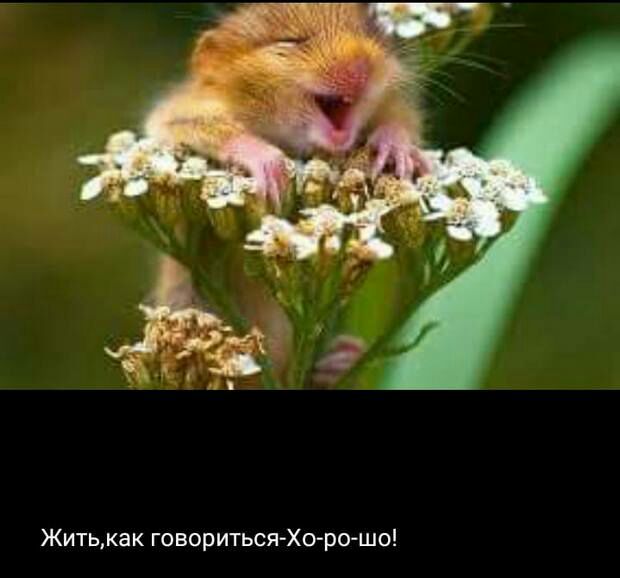 Житькак говориться Хоро шо
