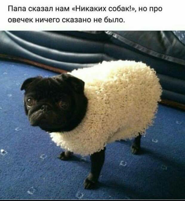 Папа сказал нам Никаких собак но про овечек ничего сказано не было