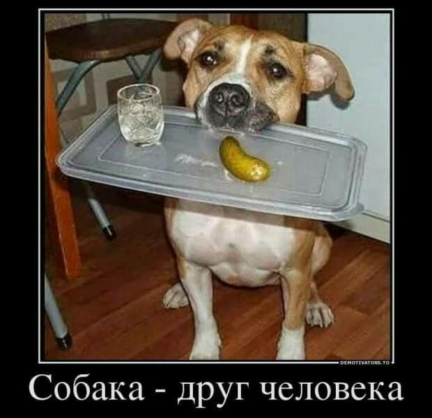 Собака друг человека