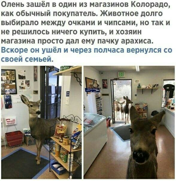 Олень заш в один из магазинов Колорадо как обычный покупатель Животное долго выбирала между очками и чипсами но так и не решилось ничего купить и хозяин магазина просто дал ему пачку арахиса Вскоре он ушёл и через полчаса вернулся со своей семьей
