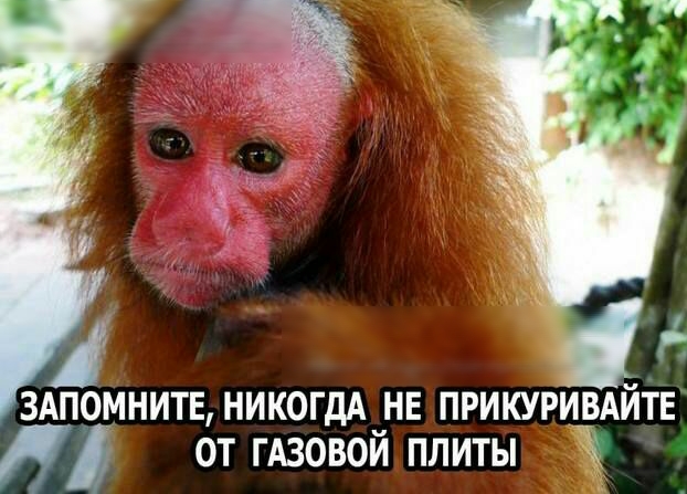 здпомнитв НИКОГДА нв прикуривдйтв от ГАЗОВОЙ плиты