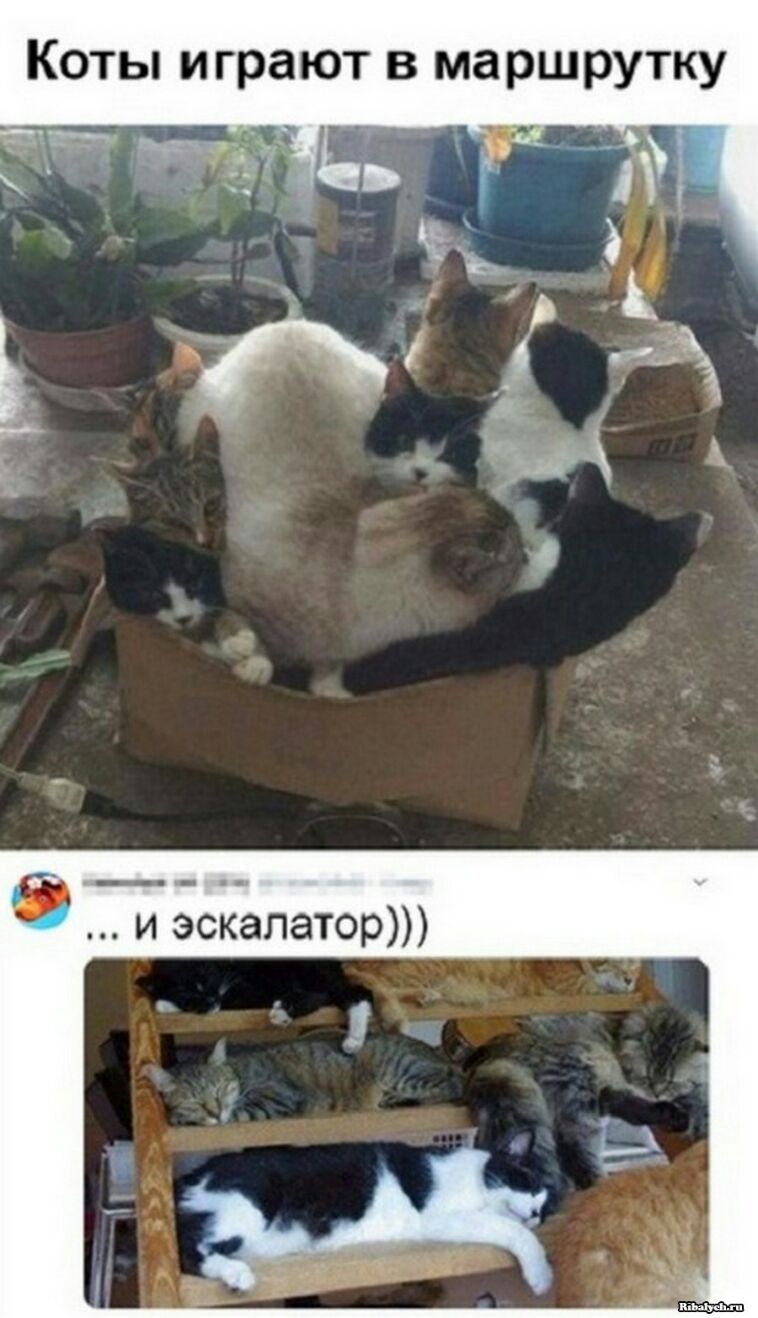 и эск ёпатор