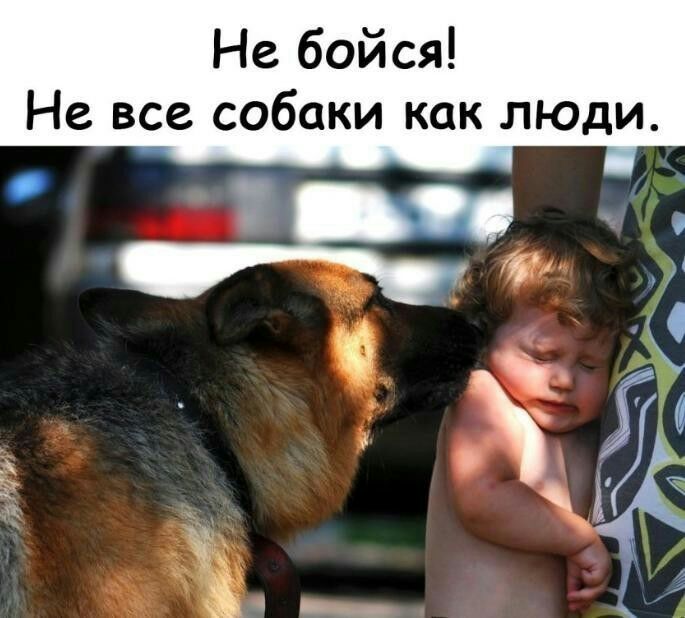Не бойся Не все собаки как люди