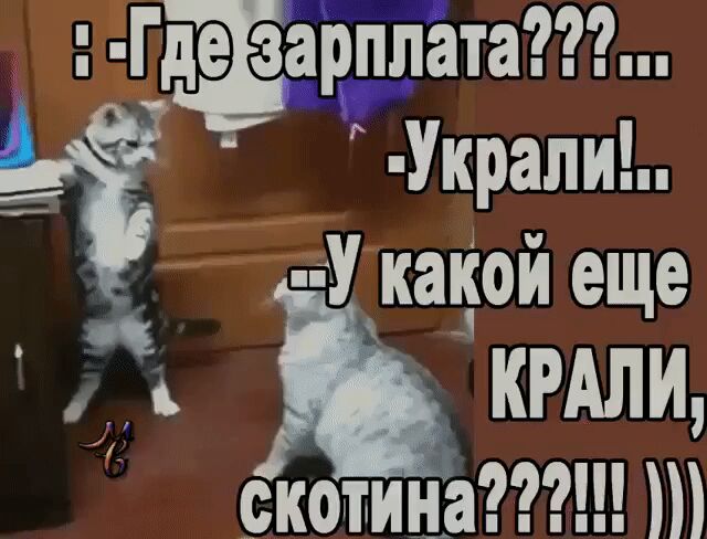 дез арппата Украпи Укакой еще крдли скотина