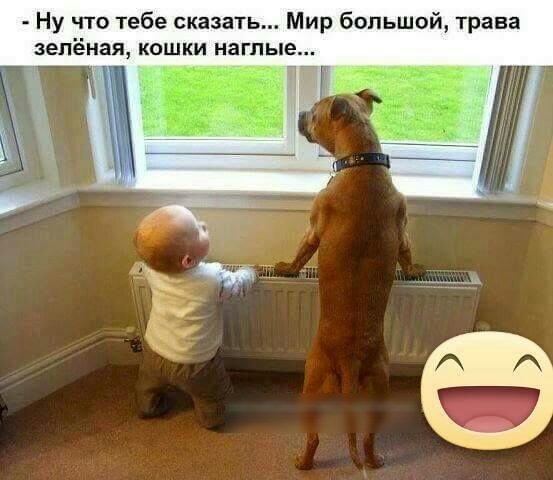 Ну что тебе сказать Мир большой трава зелёная кошки наглые