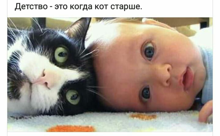 ДЕТСТВО _ ЭТО когда КОТ старше