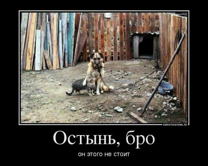 Остынь бро ОН ЭТОГО не СТОИТ