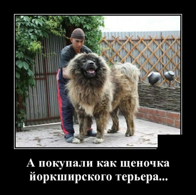 А покупали как щеночка йоркширского терьера