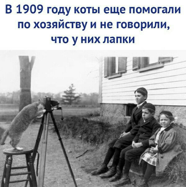 В 1909 году коты еще помогали по хозяйству и не говорили что у них лапки