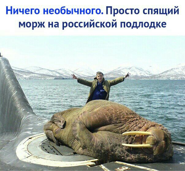 м г Просто спящий морж на российской подлодке