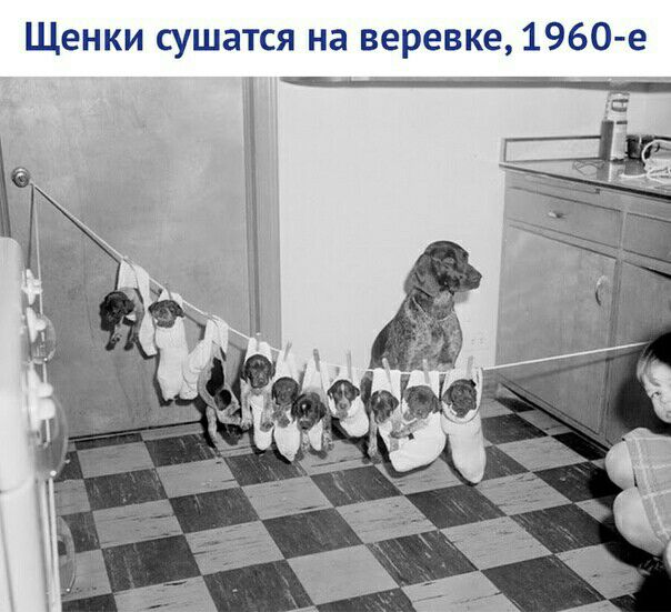 Щенки сушатся на веревке 1960 е