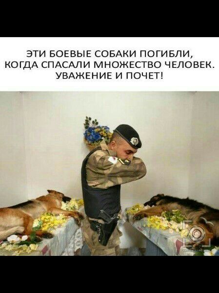 ЭТИ БОЕВЫЕ СОБАКИ ПОГИБЛИ КОГДА СПАСАЛИ МНОЖЕСТВО ЧЕЛОВЕК УВАЖЕНИЕ И ПОЧЕТ