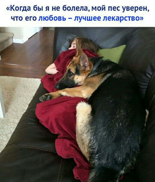 Когда бы я не болела мой пес уверен что его