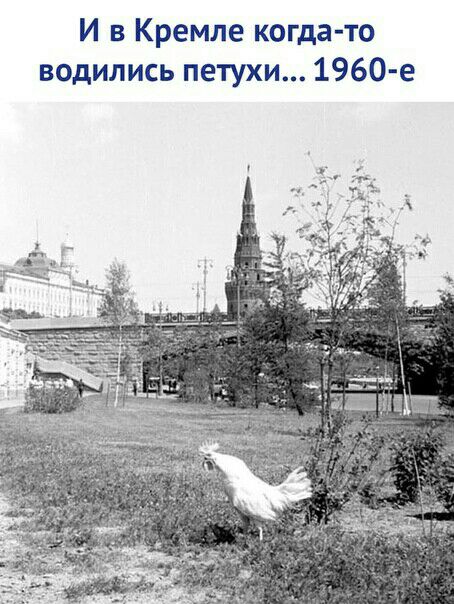 И в Кремле когда то водились петухи 1960 е