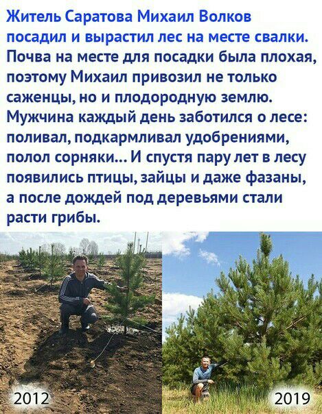 Почва на месте для посадки была плохая позтому Михаил привозил не только саженцььно и плодородную землю Мужчина каждый день заботился о лесе поливал подкармливал удобрениями подол сорняки И спустя парулет в лесу появились птицы зайцы и даже фазаны а после дождей под деревьями стали расти грибы