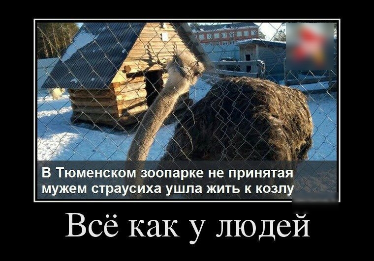 В ТЮМенском допарке не принятая _ мужем страусща ушла жить к козпу Всё как у людей