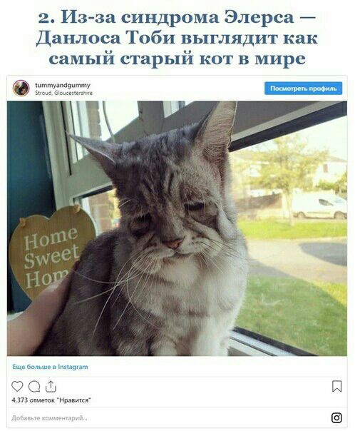 2 Изза синдрома Элерса Данлоса Тоби выглядит как самый старый кот в мире ООШ Щ ж