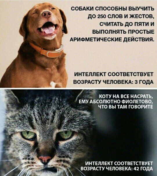 СОБАКИ спосовн ы выучить до 250 слов и жестов СЧИТАТЬ до пяти и выполнять ПРОСТЫЕ Арифметические действия ИНТЕЛЛЕКТ СООТВЕТСТБУЕГ ВОЗРАСТУ ЧЕЛОВЕКА 3 ГОДА КОТУ НА ВСЕ НАСРАТЪ ЕМУ АБСОЛЮТНО ФИОЛЕТОЩ ЧТО вы ТАМ ГОПОРИТЁ ИНТЕЛЛЕКТ СООТВЕТСТВУЕТі