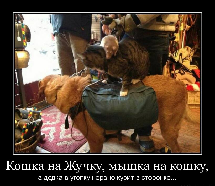 Кошка на Жучку мышка на кошку а дедка в угопку нервно курит в сторонке