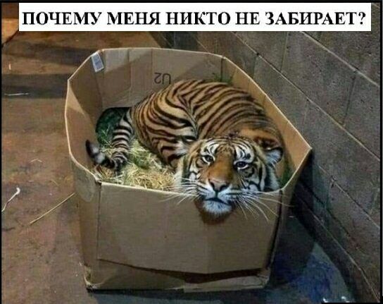 ПОЧЕМУ МЕНЯ НИКТО НЕ ЗАБИРАЕ