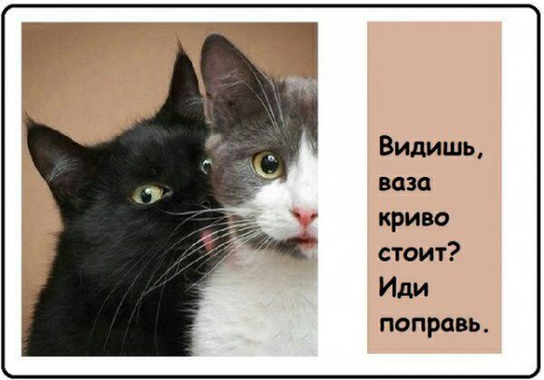 Видишь ваза криво стоит Иди поправь