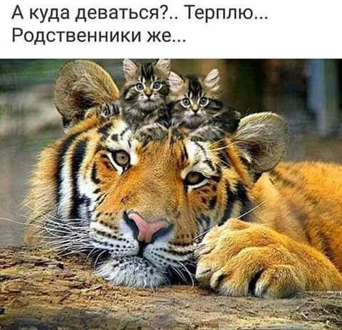А куда деваться7 Тер Родственники же
