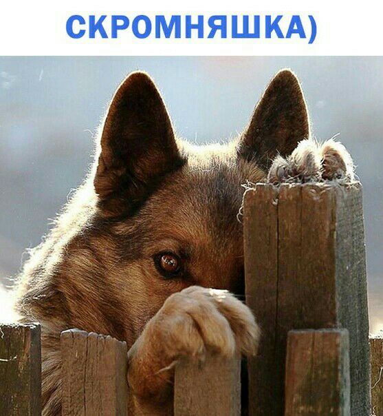 СКРОМНЯШКА