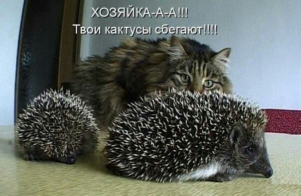 43 _хт