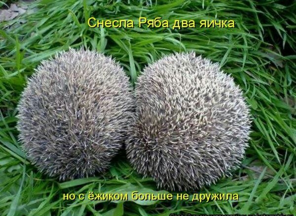 ё 1 ёчдпвёябеёва яичка